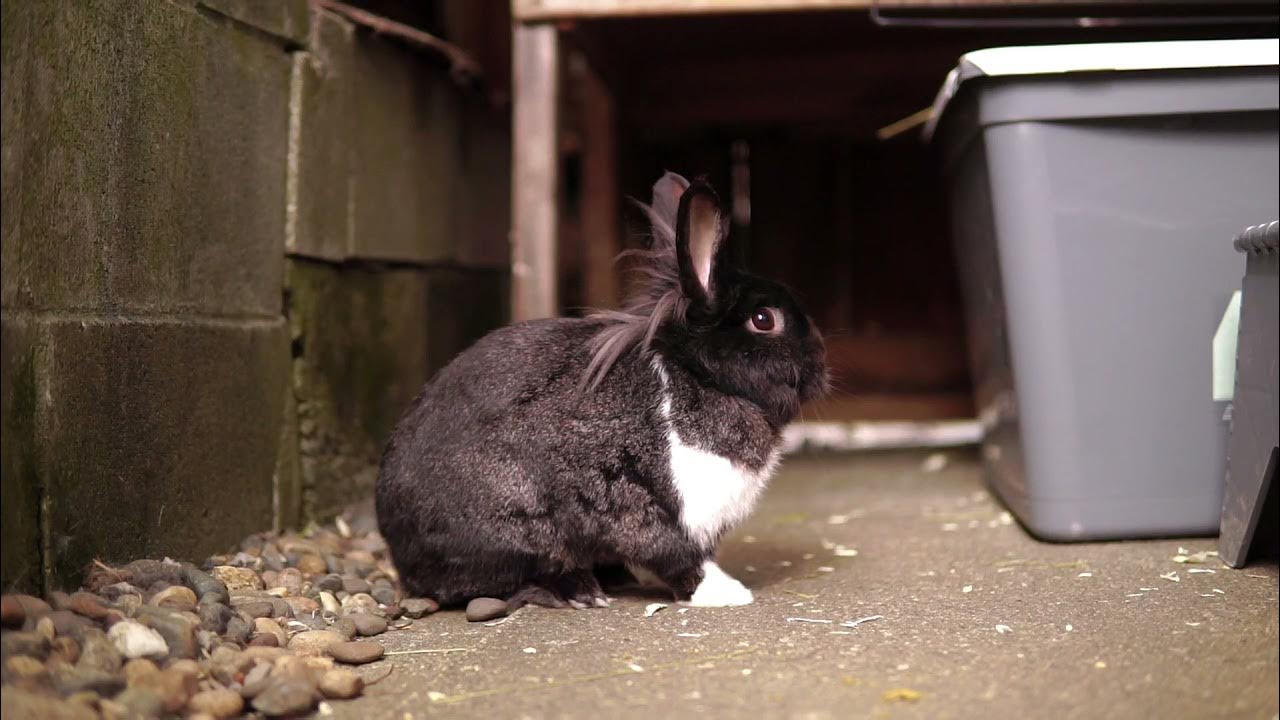 A Bunny Grunt 💢 YouTube