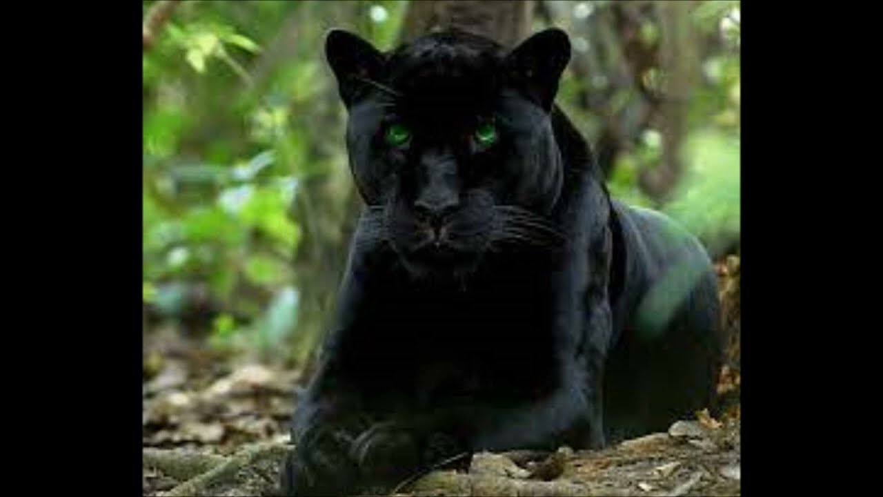 que te mata MC Lua OFFICIAL VIDEO