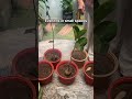 6 Hybrid Fruit Plants Perfect for Small Spaces!