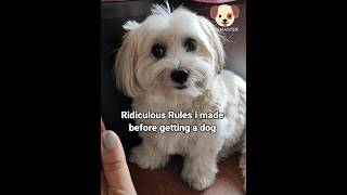 House Rules And Lhasa Apso Dog | Funny #shorts #dog #pets #doglover