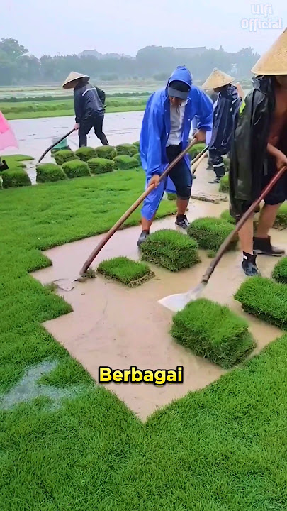 Bermuda Grass Harvest #shorts