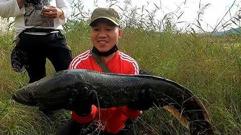 Câu cá lóc & Giao lưu anh em phương xa lên hugo 4,8kg