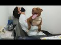 When Your Dog Is A Pro At Vet Visits Funniest Dog Reaction 