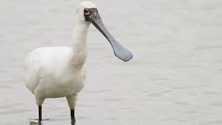 港之白鹭  Egrets in Hong Kong