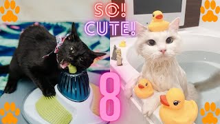 OMG So Cute Cats ♥ Best Funny Cat Videos 2021#8