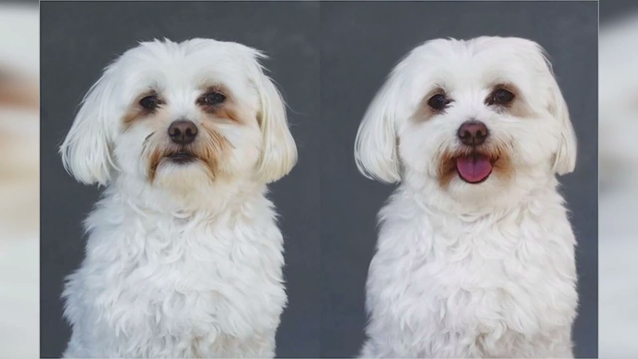Tu perro tiene la cara manchada? Epifora en perros y gatos.