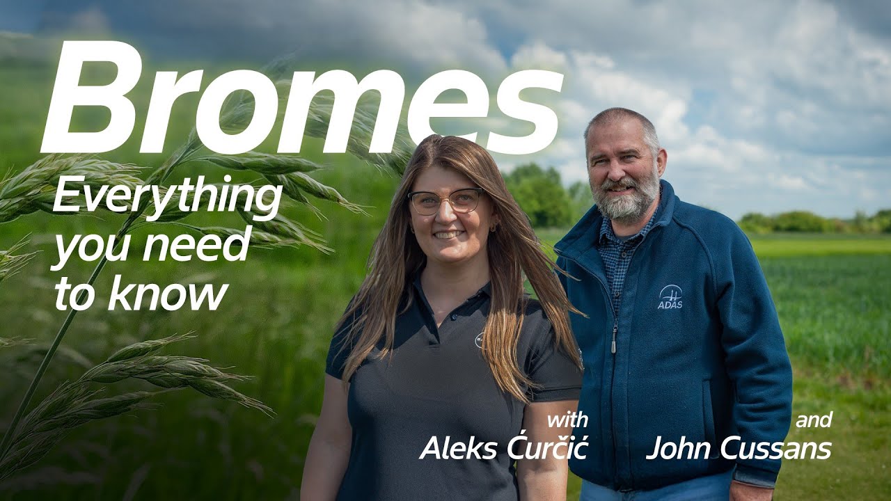 Identifying and controlling brome grass weeds