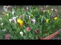 Plantemos rizomas bulbos de calas de colores  alcatraz de color  zantedeschia aethiopica  cartucho