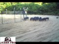 Wild hog trapping  capturing 56 hogs in two traps   jager pro