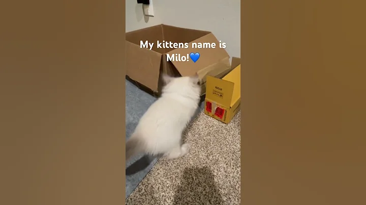 Video 10645821: siberian neva masquerade kittens, meet siberian