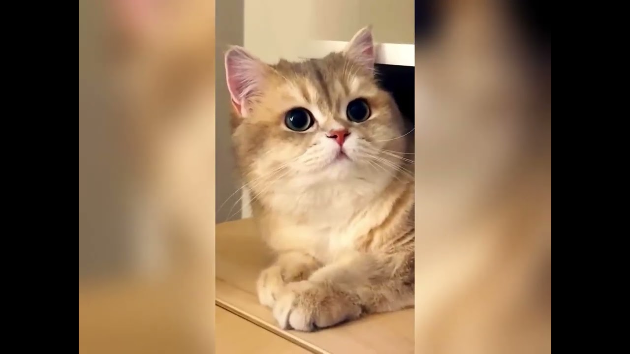 Постарайтесь не засмеяться 😹 Непослушные коты, пойманные с поличным #catvideos #funny #comedy