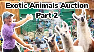 Come With Us To The Exotic Animal Auction Part 2