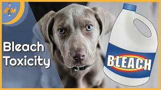 Bleach Poisoning in Dogs  an everyday danger