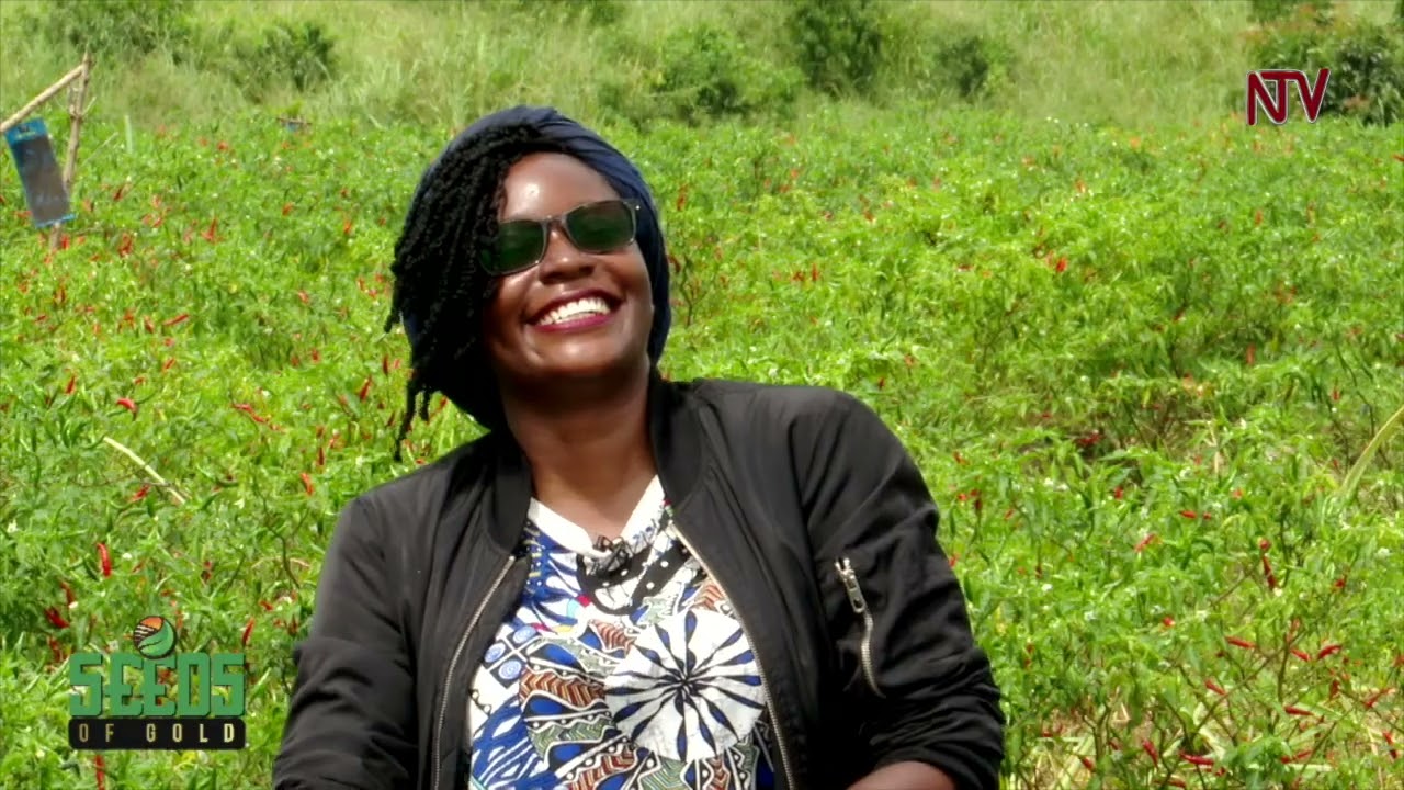 The Profitable World of Chilli Pepper farming | SEEDS OF GOLD