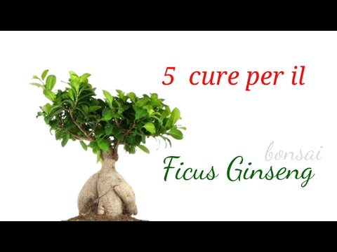 Video: Quando piantare il ginseng?