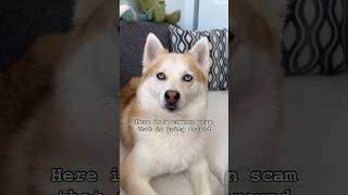 Common Scam You Should Know About  Ocean Pomsky Dog #shorts #husky #youtubeshorts