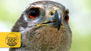 Goshawk Master Of The Forest - Planet Doc Express