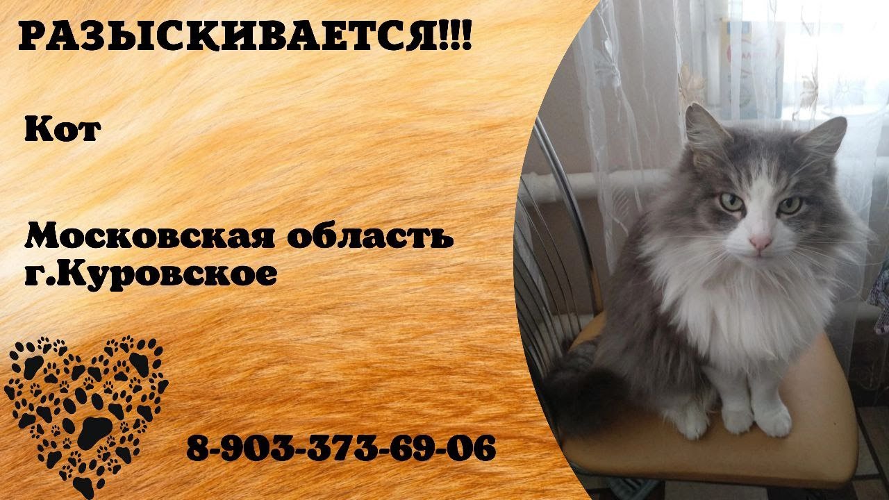 Пропал кот ! Московская область , г. Куровское - YouTube