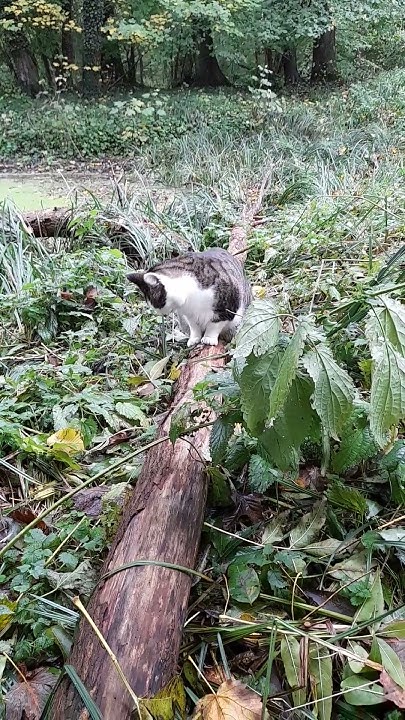 Amazing LuCa at the pond (2) / LuCa am Teich (2) YouTube