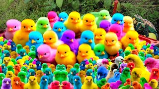 Ayam Lucu, ayam warna warni, ayam rainbow, kelinci lucu, bebek lucu, ikan koi, Hewan Lucu