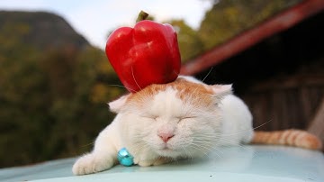 うずまきLIVE配信？　放置？　朝まで？　2025年10月19日