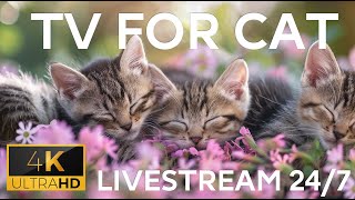 Cat TV | NO ADS | Birds for Cats to Watch | Videos for Cats | Cat Games | Stunning 4K HDR 50 FPS