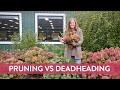 Pruning vs deadheading