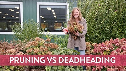 Pruning vs Deadheading