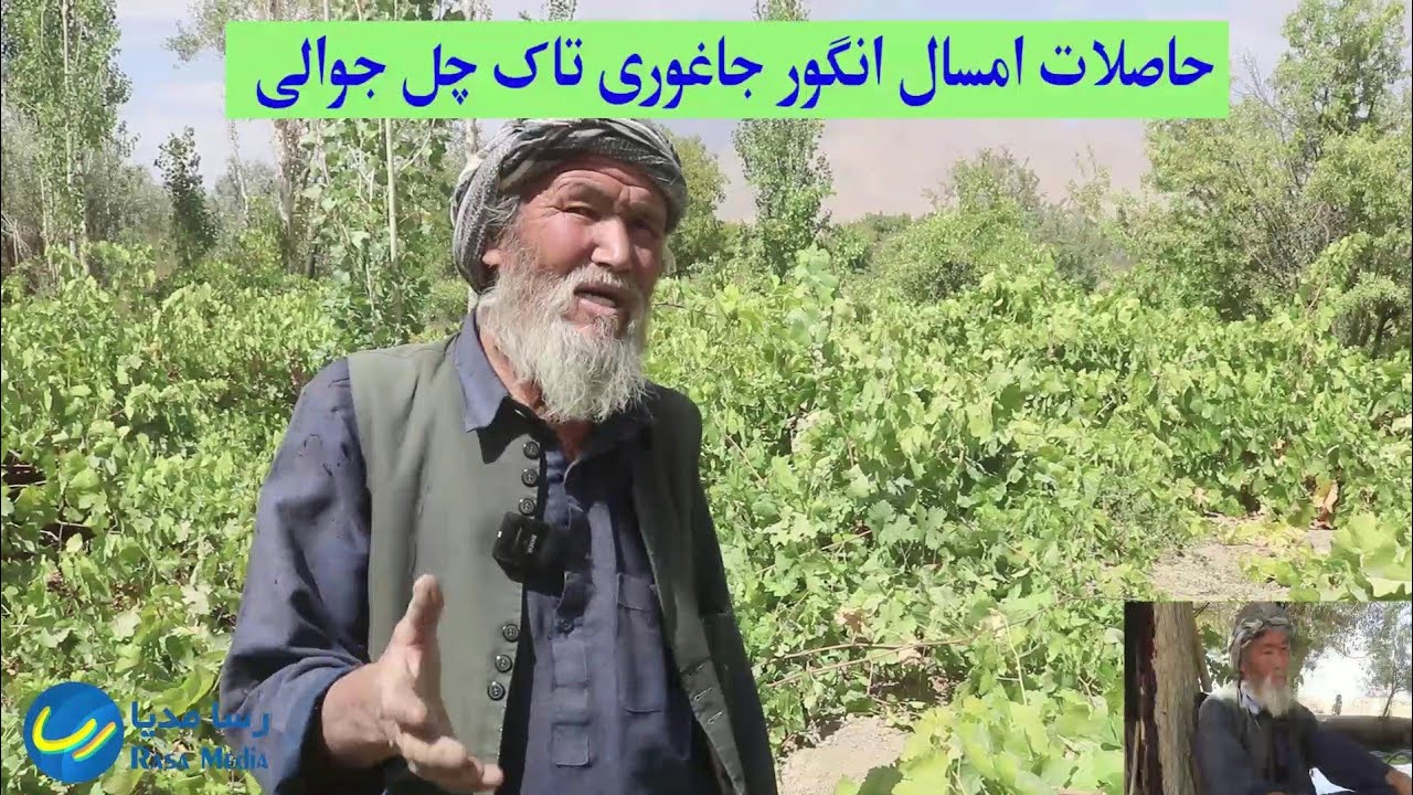 تاک های انگور چل جوالی جاغوری امسال نسبت به هر سال دگر...