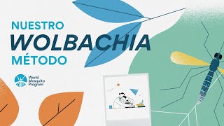 World Mosquito Program - Our Wolbachia Method (Spanish)