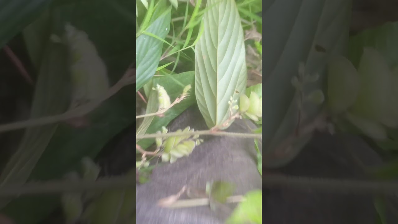 jangal Vlogs Methali Video 