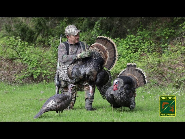 Field Dress A Turkey - YouTube Field Dress A Turkey - YouTube