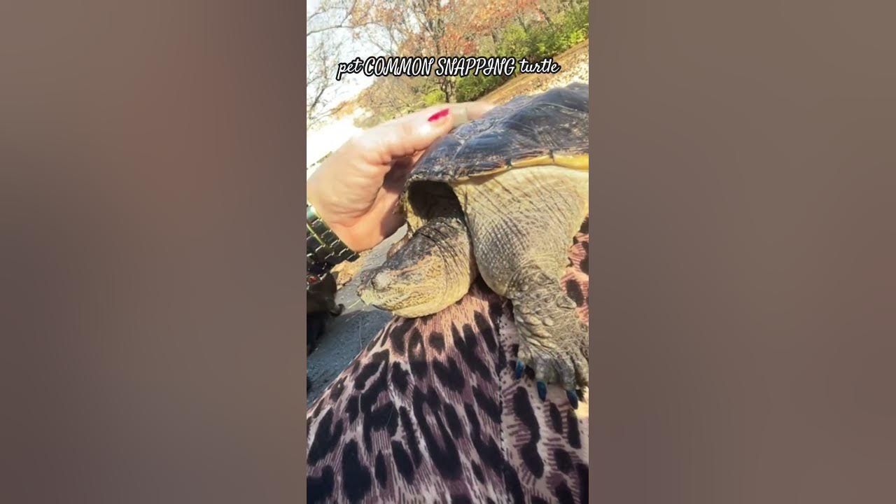 Shell rubs for tame pet common snapping turtle basking outside on a