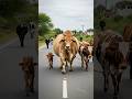 Cow Sound ЁЯРД Biggest Cow Ever Even The Other Cows Got Scared When It Mooed ЁЯШ ЁЯРо Cow Cow Sound ЁЯРД Biggest Cow Ever Even The Other Cows Got Scared When It Mooed ЁЯШ ЁЯРо Cow