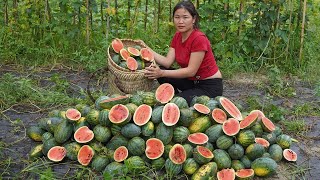 Rainy day / End of watermelon growing season and end-of-season watermelon harvest