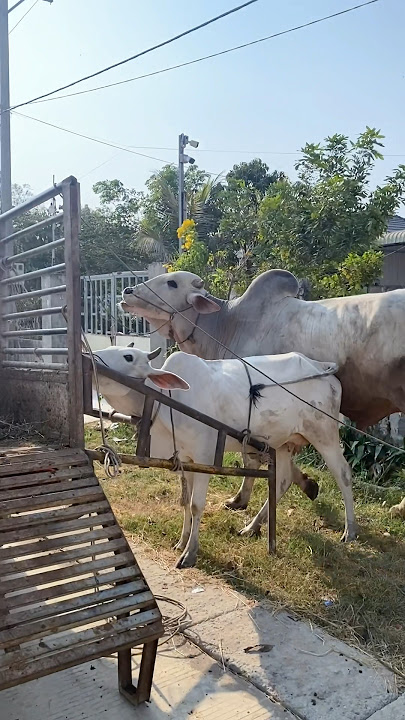 Does he laugh 😂 #bull #ox #breeding #cow #shorts