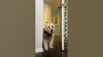 “WHO DID THIS??!” 🐶😇 @TheJessiiShow #TheManniiShow.com/series