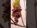 Підготовка винограду до зими #shorts #grape #winter #garden