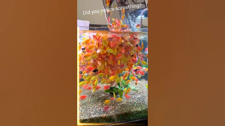 Did You Notice Something? The Glow in This GloFish Tetra Aquarium!