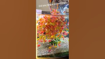 Did You Notice Something? The Glow in This GloFish Tetra Aquarium!