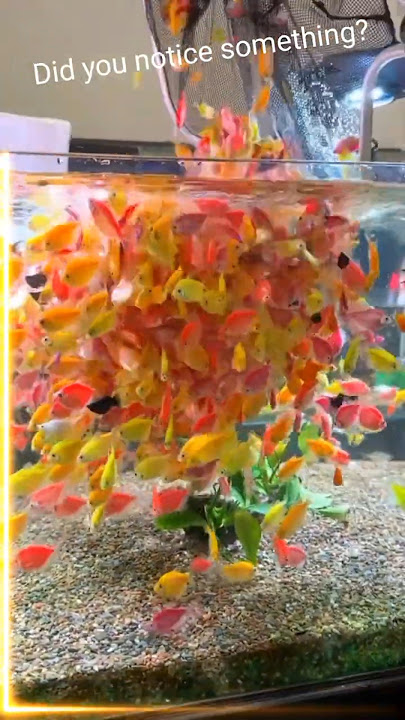 Did You Notice Something? The Glow in This GloFish Tetra Aquarium!