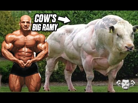 Blue cow on steroids