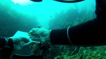 Site Mapping Video - Black Coral Wall, Utila Dive Center, Honduras