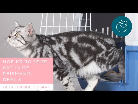 Video: Hoe Om 'n Kat Tuis Te Genees