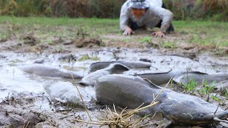 2023 Amazing Mud Dry Fishing By Village Hunter