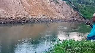 Raja nya ikan mansai batang agam