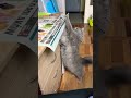 Cat котик вдома киця Cat котик вдома киця