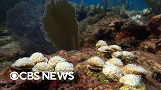 Marine heat wave threatening Floridas coral reefs