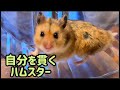 野生を忘れないプロのハムスターProfessional Hamster