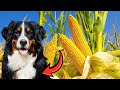 CACHORRO PODE COMER MILHO CUZCUZ, FUBÁ, ANGU COMIDA DOS ANTIGOS